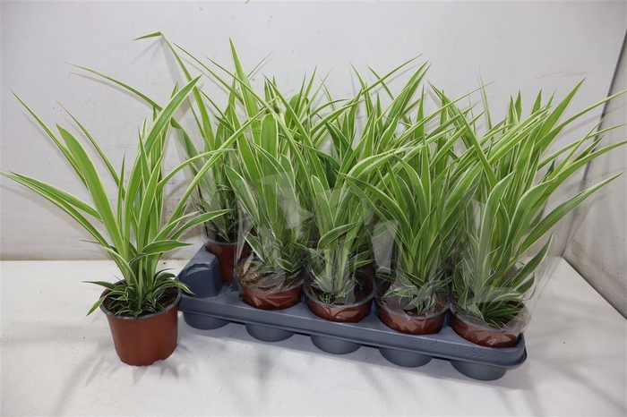 <h4>Chlor Com Vittatum</h4>