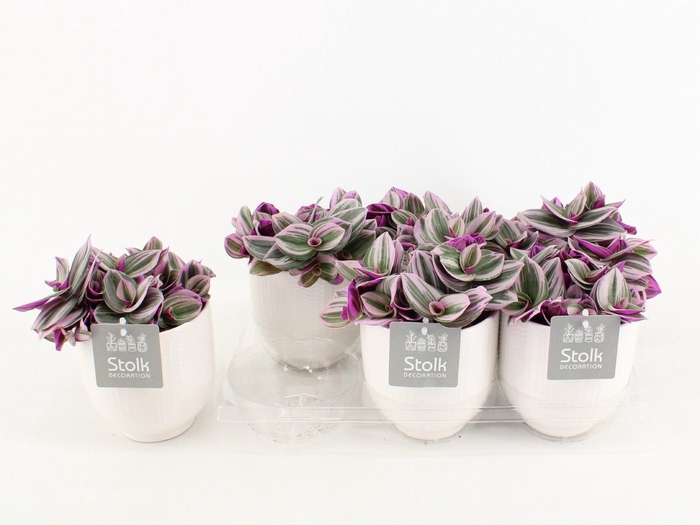 <h4>Trad Nanouk Keramiek Liv</h4>