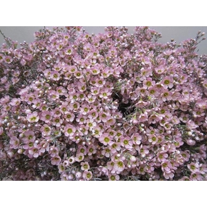 Chame Milka L70