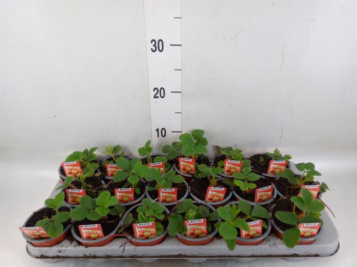 <h4>Fragaria ...</h4>