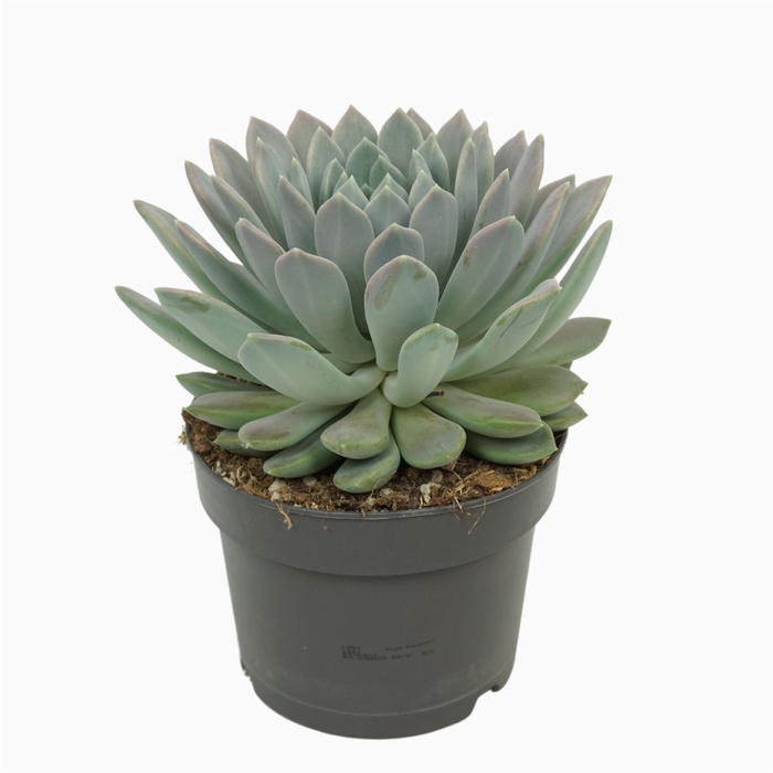 <h4>Pachyphytum  'Draco'</h4>