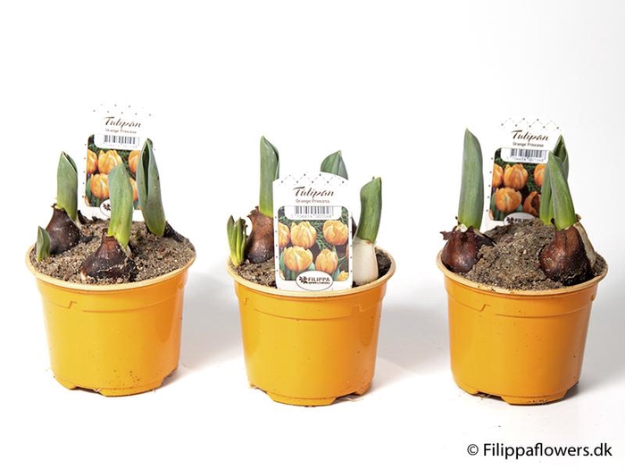 <h4>TULIPA FERGANICA</h4>