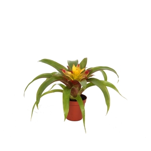 Guzmania Mia