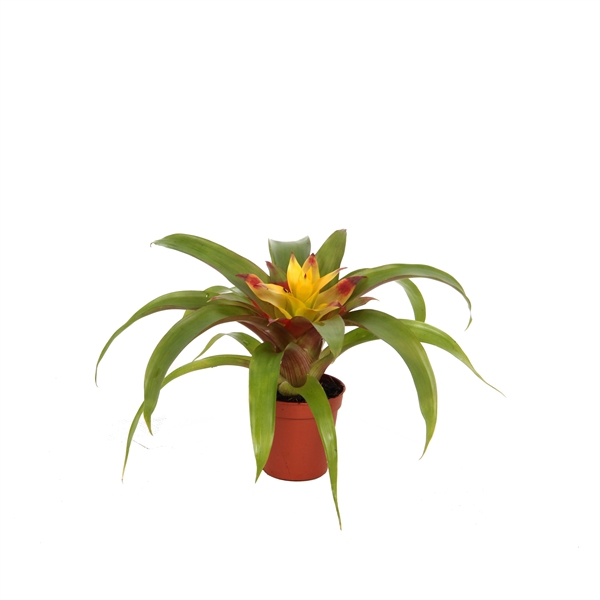 <h4>Guzmania Mia</h4>