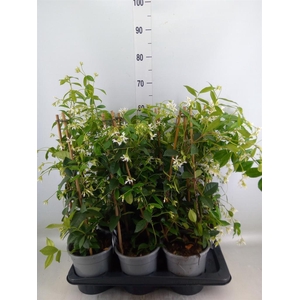 Trachelospermum jasm.