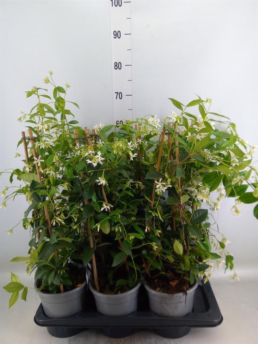 <h4>Trachelospermum jasm.</h4>