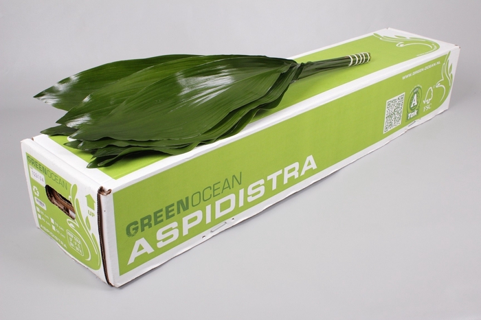 <h4>Aspidistra Green Ocean</h4>