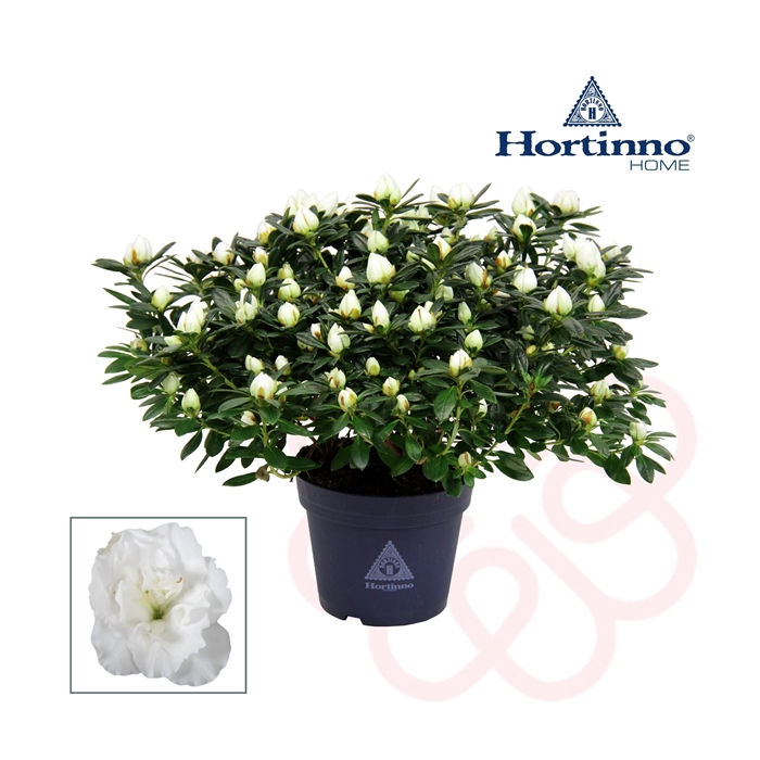 <h4>Rhodo. Hortinno Classic Belli</h4>