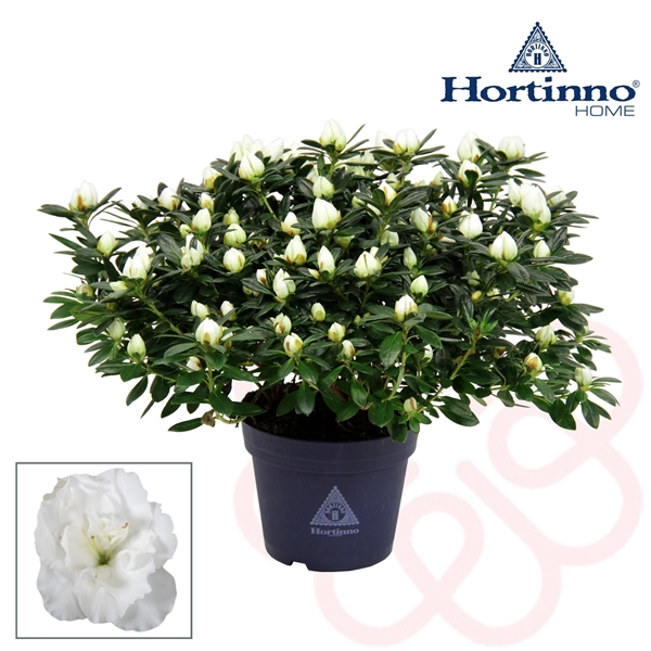 <h4>Hortinno® Home 'wit' 35 - 37 cm</h4>