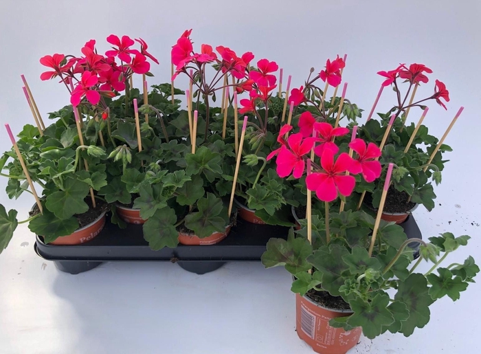 <h4>PEL PELT OV</h4>