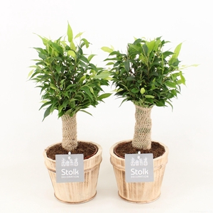 Ficus Benjamina Natasja in Wood Bruin
