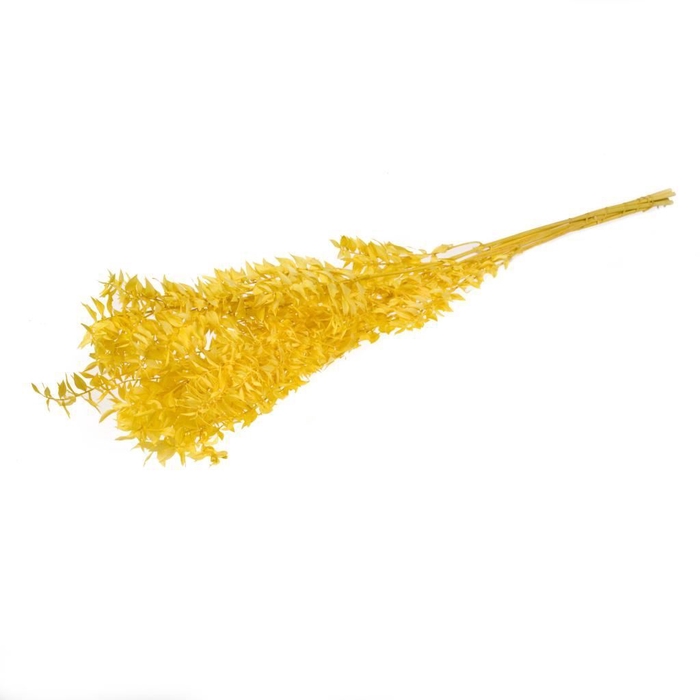 <h4>Ruscus preserved 150gr 75cm SB yellow</h4>