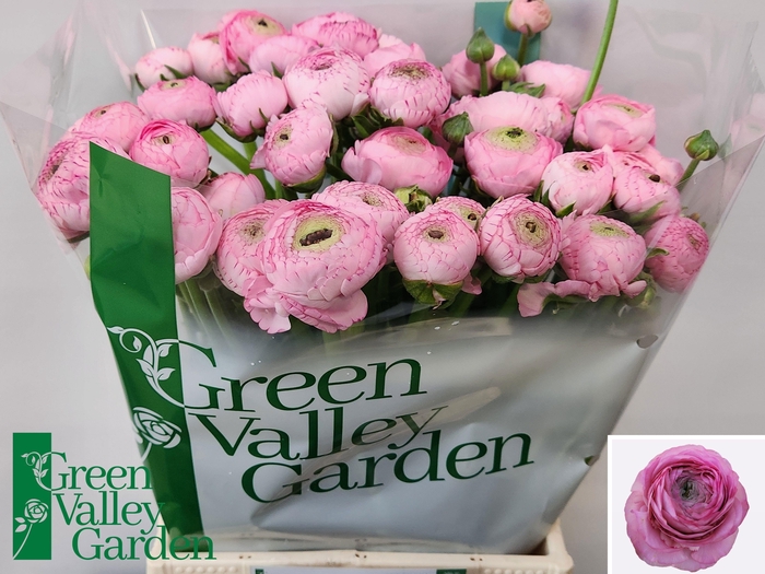 <h4>RAN AAZUR PINK</h4>