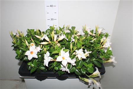 <h4>Mande Sun White</h4>