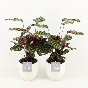 Calathea Makoyana in Liv keramiek