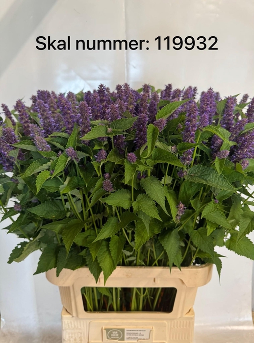<h4>Agastache Ov</h4>