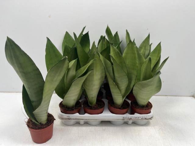 <h4>Sansevieria trif. Moonshine</h4>