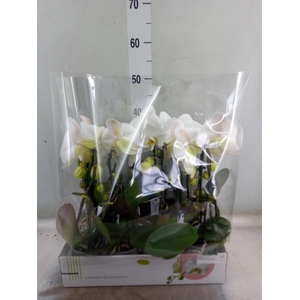 Phalaenopsis   ...white