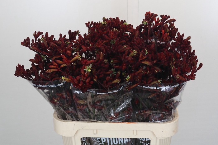 <h4>Anigozanthos Early Spring</h4>