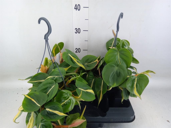 <h4>Philodendron scand.</h4>