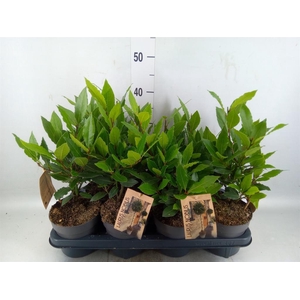 Laurus nobilis