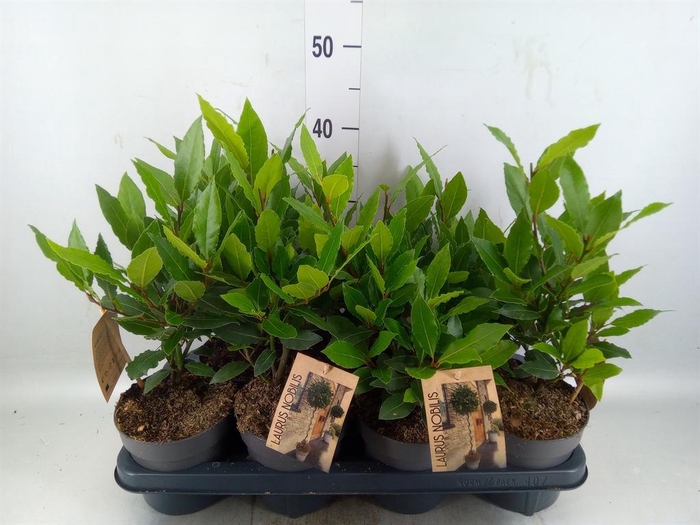 <h4>Laurus nobilis</h4>