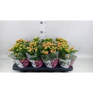 Kalanchoe  'MoreFlow Geneva'
