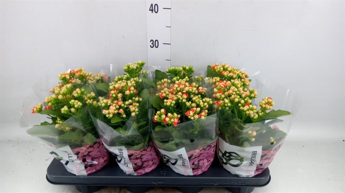<h4>Kalanchoe  'MoreFlow Geneva'</h4>