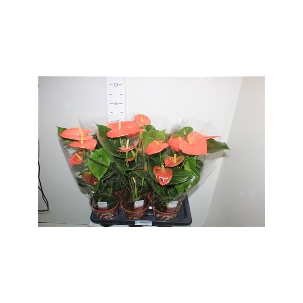 <h4>Anthu An Pr Of Orang 5-6 17cm Pot</h4>