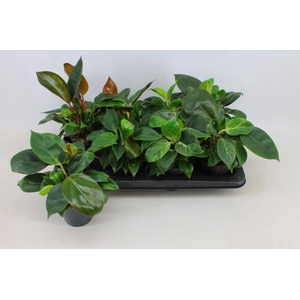 Philodendron Imperial Green & Red Mix 12Ø 30cm