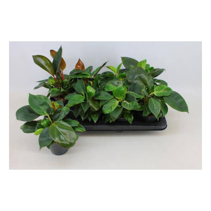 <h4>Philodendron Imperial Green & Red Mix 12Ø 30cm</h4>