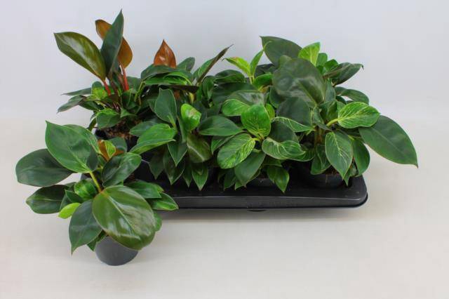 Philodendron Imperial Green & Red Mix 12Ø 30cm