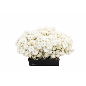 Kaaps Everlasting White Naturel