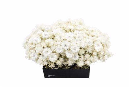 <h4>Kaaps Everlasting White Naturel</h4>
