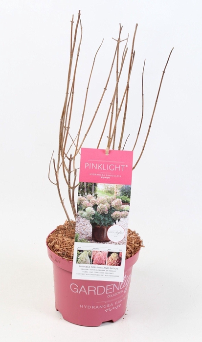 <h4>Hydrangea Paniculata (Gardenlight) Pinklight 19 cm</h4>