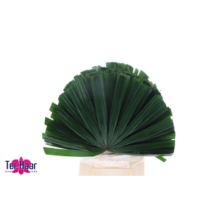 CHAMAEROPS SP BLAD
