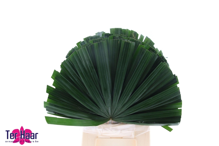 <h4>CHAMAEROPS SP BLAD</h4>