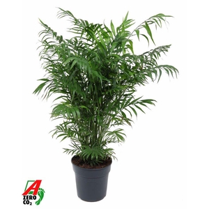 Chamaedorea Elegans
