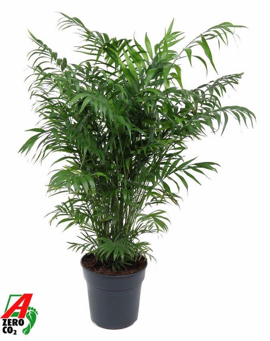 <h4>Chamaedorea Elegans</h4>