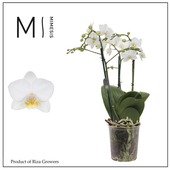 <h4>Phalaenopsis Snowflake 3 spike - 12cm | Mimesis</h4>