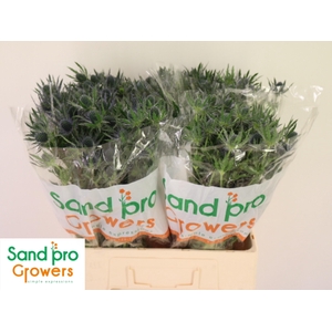 ERYN MAG BLUE LAGOON