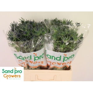 ERYN MAG BLUE LAGOON