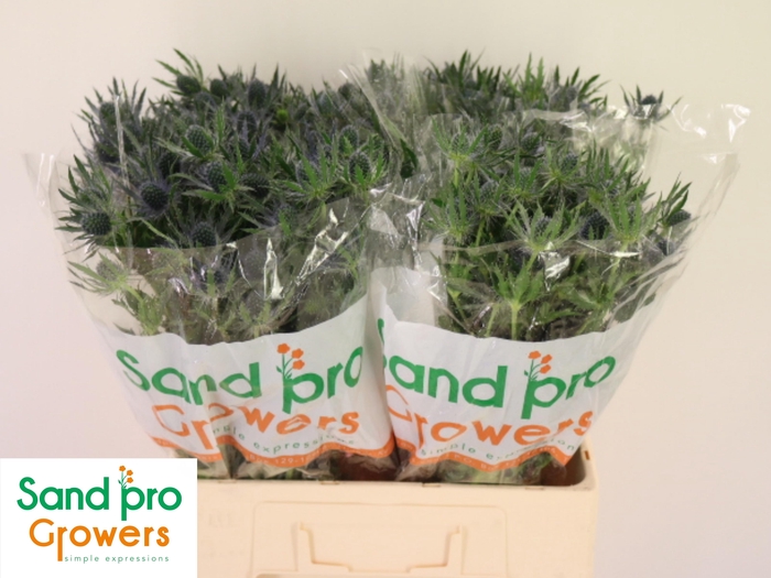 <h4>ERYN MAG BLUE LAGOON</h4>