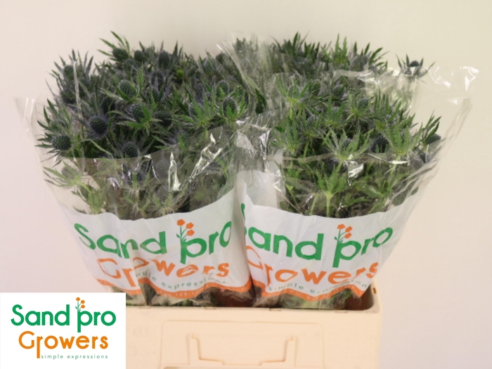 <h4>ERYN MAG BLUE LAGOON</h4>