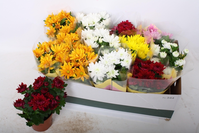 <h4>CHRYS GEM 5 KL</h4>