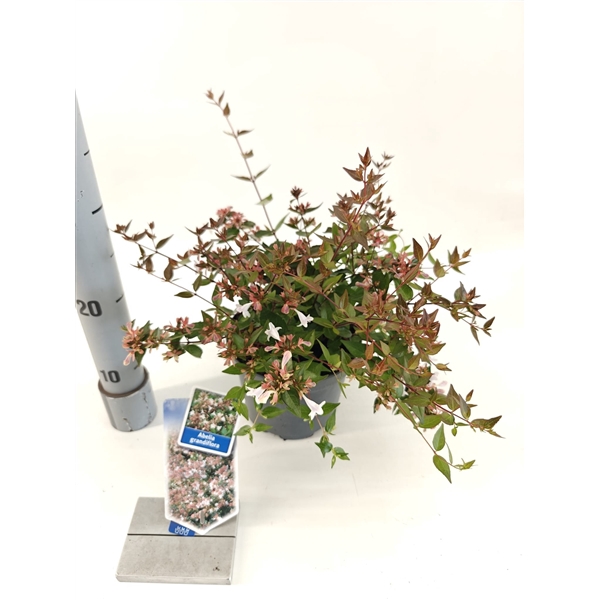 <h4>Abelia grandiflora</h4>