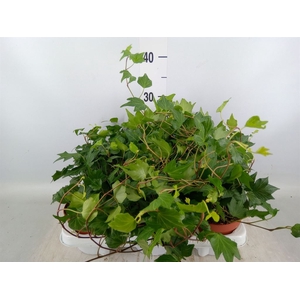 Hedera helix 'Green Ripple'