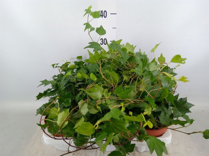 <h4>Hedera helix 'Green Ripple'</h4>