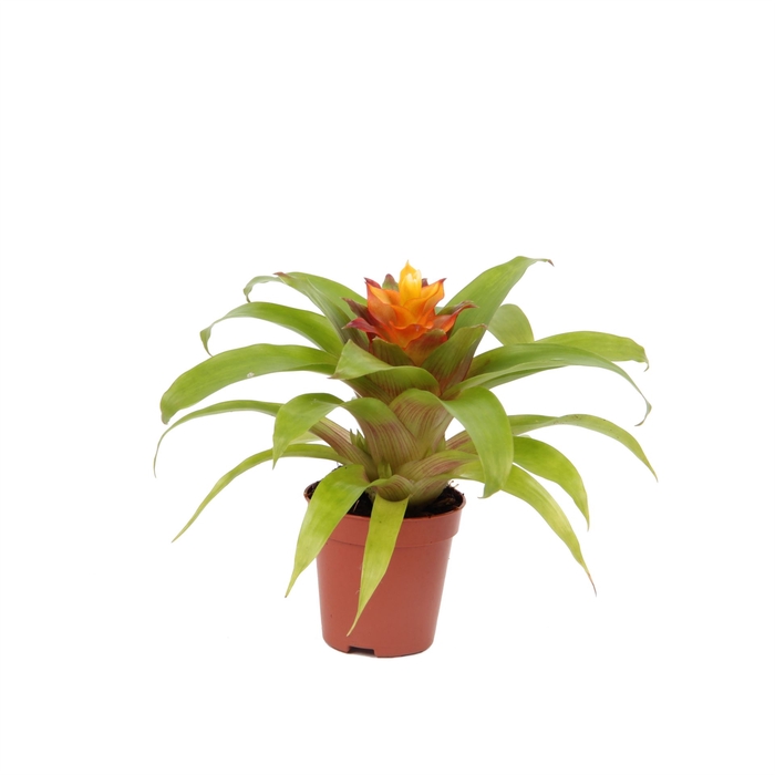 <h4>Guzmania Theresa</h4>