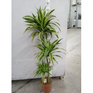 Dracaena fr de 'LemonLime'